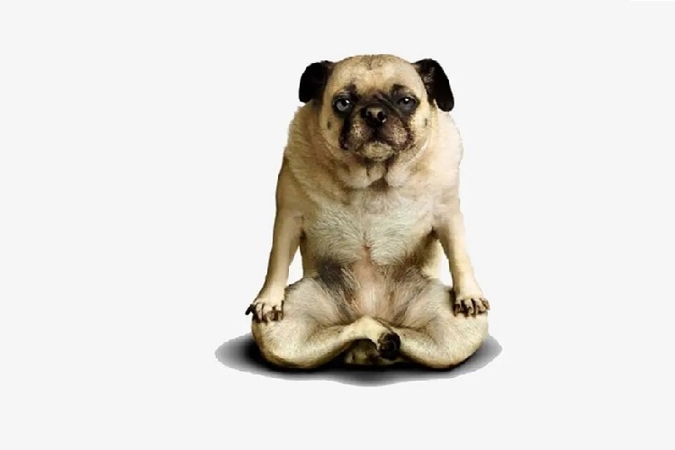 Perché un cane non resiste alla tentazione di un tappetino da yoga?
